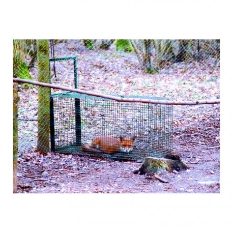 CAGE PIÈGE POUR RENARD 125x60x45 - Gironde Antinuisible